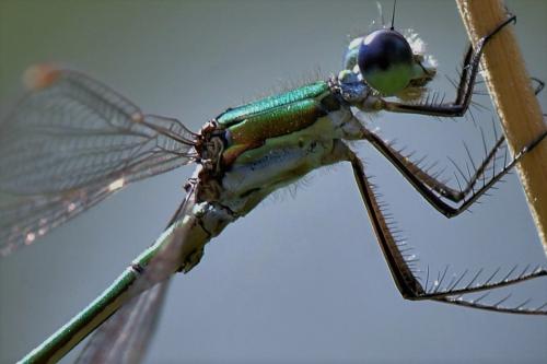 Lestes virens